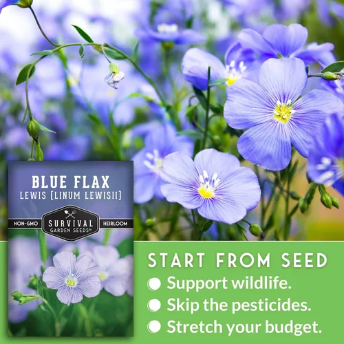Miniatura 3 de Lewis - Semillas de lino azul para plantar, planta y cultiva flores silvestres nativas perennes tolerantes a la sequía para el jardín de tu hogar