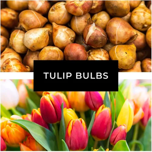 Miniatura 8 de Big Love - Bulbos de tulipán rosa para plantar, fáciles de cultivar (20 bombillas)