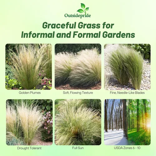 Miniatura 2 de Outsidepride - 1000 semillas de la hierba ornamental perenne esparto (Stipa tenuissima [Mexican Feather] para sembrar
