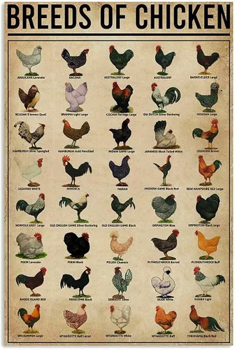 Póster de razas de pollos, arte de pared, decoración del hogar, pintura de hierro vintage, letreros de lata de metal, retro, novedoso, placa de