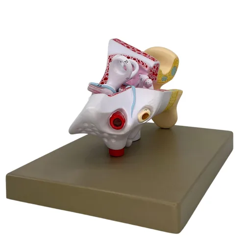 Miniatura 4 de Eisco Labs - Modelo de oreja - Modelo de oreja humana 3X modelo ampliado con 3 piezas - Modelo de anatomía humana - 29 características anatómicas