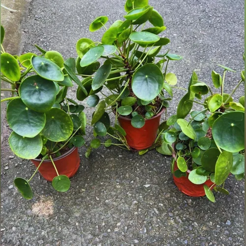 Miniatura 7 de Planta de dinero, planta viva Pilea Peperomioides, de 5 a 7 pulgadas de alto, planta viva para jardín