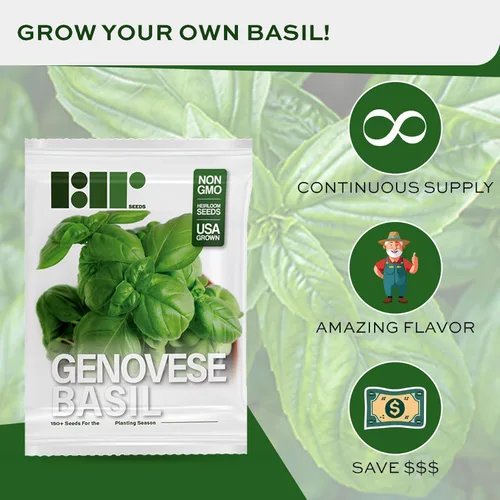 Miniatura 2 de Semillas de Albahaca Genovesa para Plantar - Reliquia No-GMO Cultivadas en EE.UU. - 150+ Semillas - Semillas de Albahaca Dulce Premium