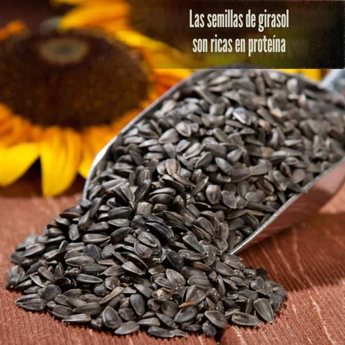 Miniatura 4 de Old Potters Wildlife - Semillas de girasol de aceite negro para aves y vida silvestre, sin OMG y cultivadas en Estados Unidos en pequeñas granjas