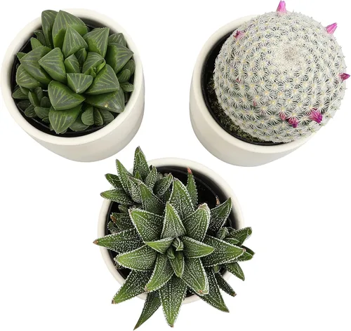 Miniatura 3 de Plants for Pets - Plantas vivas de poca luz en macetas de cerámica para suculentas (paquete de 3), planta suculenta Gasteria y plantas de cactus