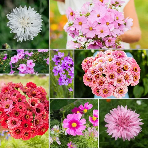 Miniatura 6 de Eden Brothers Crazy for Cosmos - Semillas mixtas de flores de cosmos para plantar, 50 lb, más de 24,000,000 semillas con Cosmos Gloria, Pinkie