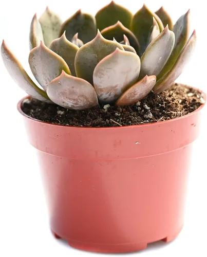 Planta suculenta Echeveria viva - Suculenta Echeveria de 4 pulgadas con raíces completas (Echeveria Marron)