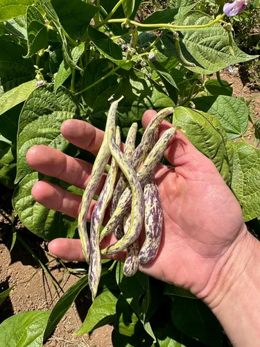 Miniatura 6 de Plant Good Seed Semillas orgánicas de frijol dragón para plantar: vegetales de arbusto de reliquia, vainas blancas y moradas - Paquete de 18 semillas