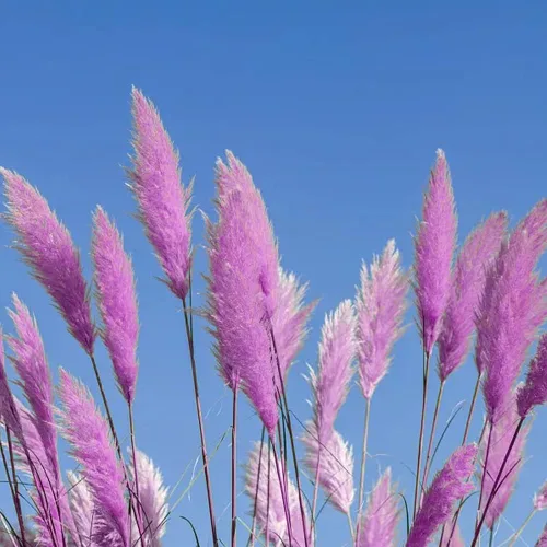 Miniatura 7 de 1000+ semillas mixtas de hierba de las Pampas Cortaderia Selloana para plantar, semillas de plantas ornamentales, decoración de jardín, flores altas
