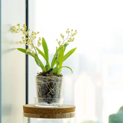 Miniatura 6 de Maceta Phoenix Vine de 3.5 pulgadas de acrílico transparente con bandeja, maceta para orquídeas con agujeros de drenaje, platillo profundo