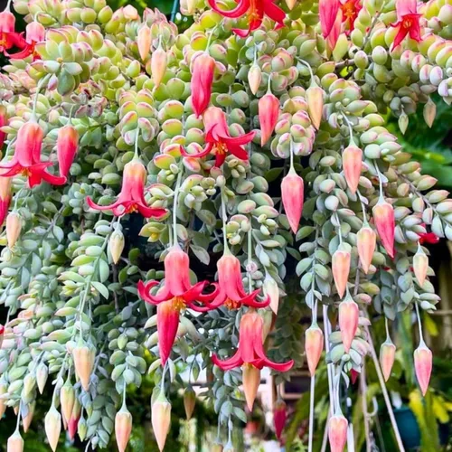 Miniatura 3 de Planta suculenta viva de Cotyledon Pendens, planta suculenta colgante viva para casa en maceta de 5 cm, pequeña planta suculenta viva
