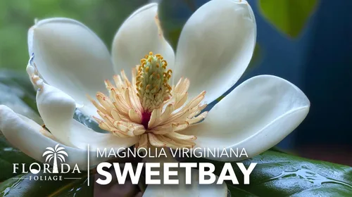Miniatura 3 de Sweetbay Magnolia Virginiana 3 plantas vivas Flores blancas fragantes, árbol de paisaje versátil, tolerante a la sombra, plantación