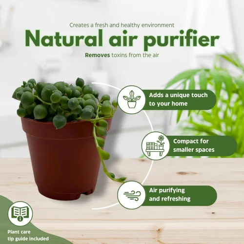 Miniatura 8 de BubbleBlooms Juego de 3 macetas de 2 pulgadas para suculentas, la elección del cultivador puede incluir una cadena abigarrada de corazones