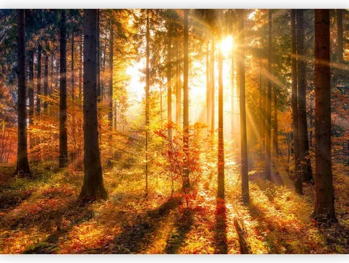 Miniatura 22 de artgeist Mural de pared prémium Bosque 177 x 124 pulgadas, papel tapiz fotográfico no tejido, impresión artística, mural de pared de forro polar