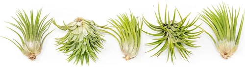 Paquete de 5 plantas de aire grandes surtidas de Ionantha Rubra – Plantas suculentas vivas para el hogar – Disponible al por mayor y a granel –