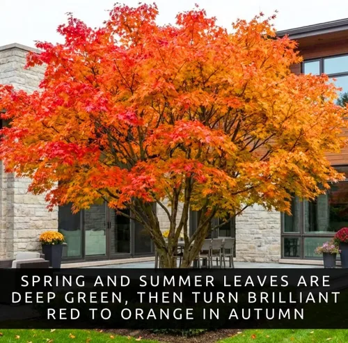 Miniatura 5 de Amur Maple Tree - Plantas vivas (Acer ginnala) – Follaje de otoño rojo brillante – Árbol ornamental resistente – Arce compacto de rápido crecimiento