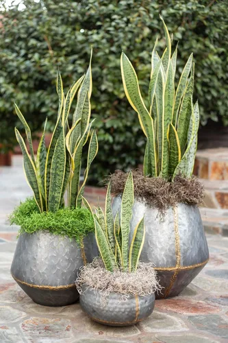 Miniatura 4 de SuperMoss (26956) Musgo español preservado – Musgo decorativo para manualidades, plantas en maceta, jardines de hadas, relleno de jarrón, arreglos