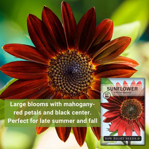 Miniatura 3 de Sow Right Seeds - Semillas de girasol Velvet Queen para plantar - Cultiva girasoles gigantes al aire libre en tu jardín - Paquete de reliquia sin