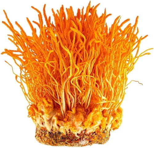 Cordyceps Plus, polvo de hongos militaris orgánico de 4.23 onzas, USDA orgánico Halal sin OMG, apoyo inmunológico y refuerzo de energía
