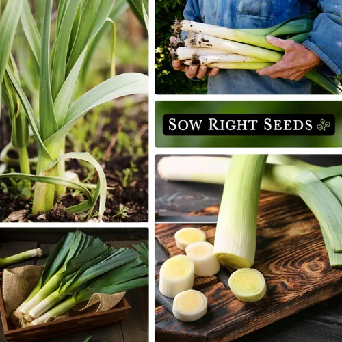 Miniatura 4 de Sow Right Seeds - Semillas de puerro gigantes para plantar - Paquete de reliquia sin OMG con instrucciones para plantar y cultivar un huerto