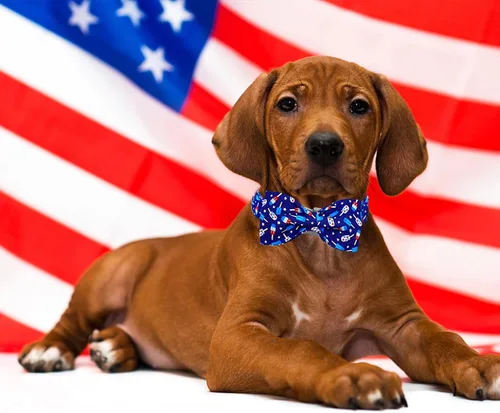 Miniatura 5 de Lionheart glory Collar de perro con bandera estadounidense del 4 de julio, collar con lazo para perro, Día de la Independencia, resistente