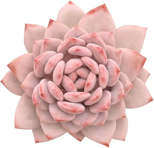 Miniatura 8 de Echeveria Agavoides Ebony - Suculenta viva - 2.5 pulgadas - Tolerante a la sequía, bajo mantenimiento, ideal para interiores y exteriores, Echeveria
