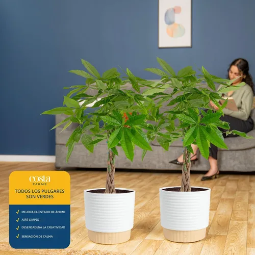 Miniatura 5 de Costa Farms Plantas de árbol de dinero vivo (paquete de 2), planta de interior grande de 3 a 4 pies de alto con tronco trenzado, plantas