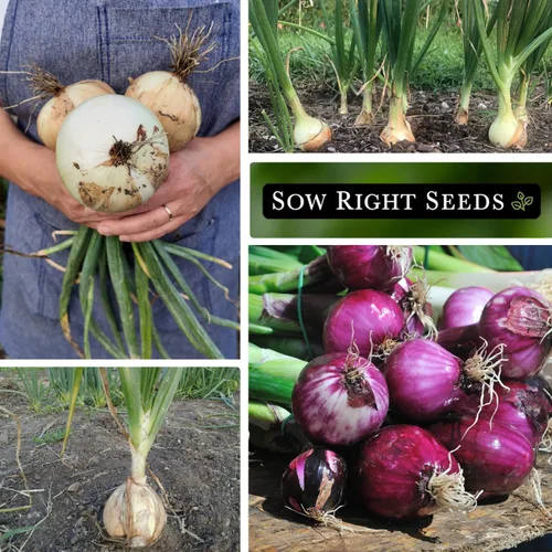 Miniatura 4 de Sow Right Seeds - Colección de semillas de cebolla de día largo para plantar - Amarillo dulce español, Ringmaster, rojo rubí, Ailsa Craig, Walla