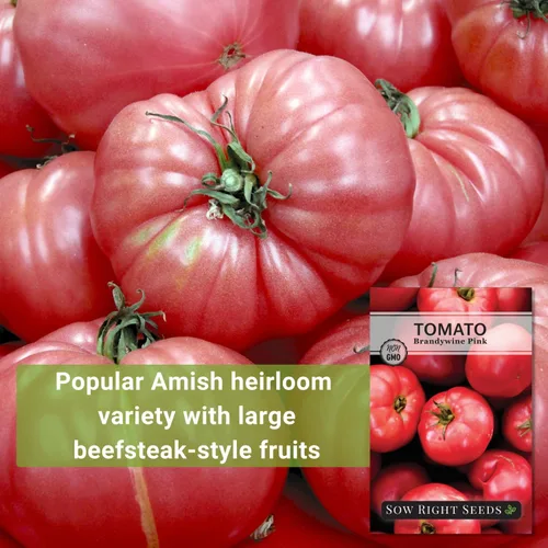 Miniatura 3 de Sow Right Seeds - Semillas de tomate rosa Brandywine para plantar - Tomates de filete de res sin OMG - Frutas grandes y jugosas para jardín