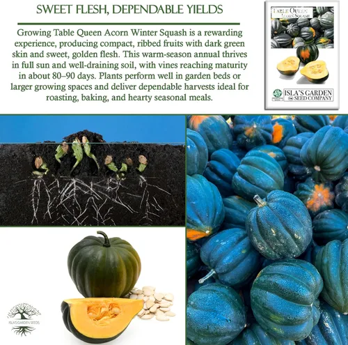 Miniatura 5 de Table Queen - Semillas de calabaza de invierno de bellota para plantar, más de 30 semillas de reliquia por paquete, semillas de jardín