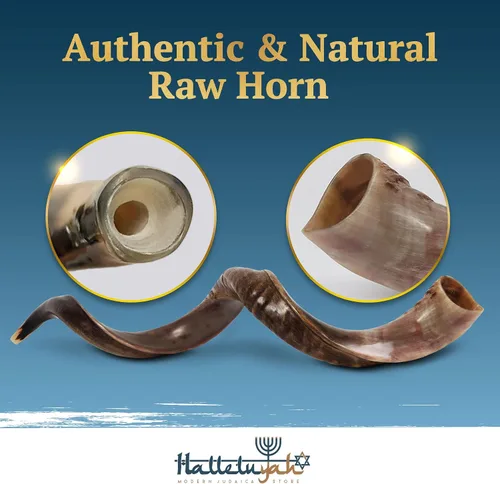 Miniatura 5 de Shofar de cuerno Kudu de 35"-39" de Israel con soporte decorado por HalelluYAH