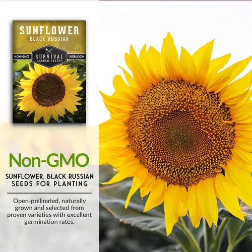 Miniatura 3 de Paquete de 5 semillas de girasol ruso negro para plantar, paquete con instrucciones para cultivar flores para aceite o alimentación de aves
