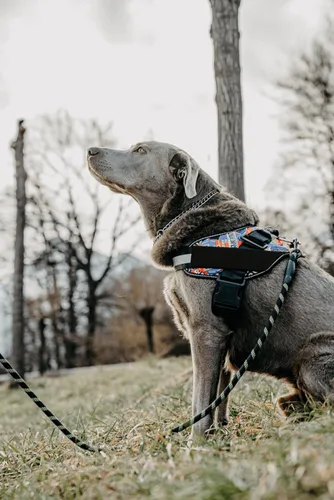 Miniatura 9 de DOGGYKINGDOM Arnés para perro sin estrangulamiento con asa y paneles de parche, chaleco reflectante ajustable para perros grandes, morado, L Púrpura