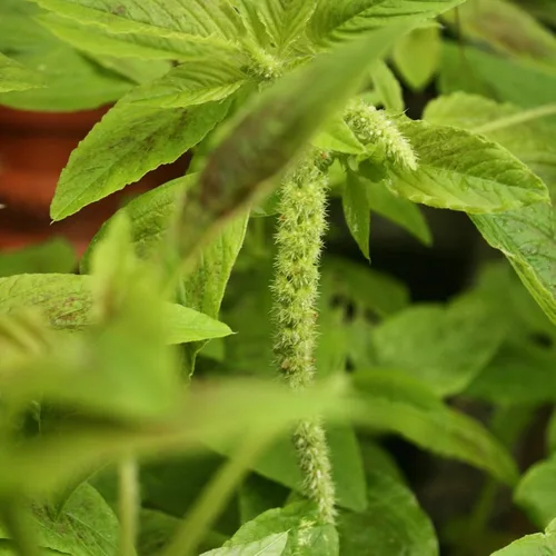 Miniatura 2 de 300 SEMILLAS DE CALALOO Jamaicano (Amaranto Comestible) Real Jamaican Organic Heirloom