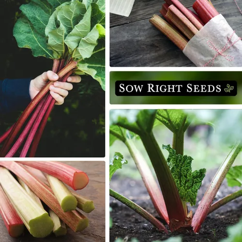 Miniatura 4 de Sow Right Seeds - Semillas de ruibarbo Victoria para plantar - Paquete de reliquia sin OMG con instrucciones para plantar un huerto en el hogar al
