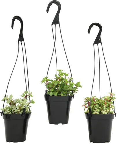 Miniatura 6 de Altman Plants Suculentas colgantes (paquete de 3) en cestas colgantes de 3.5 pulgadas para plantas, cadena de perlas, calico gatito crassus