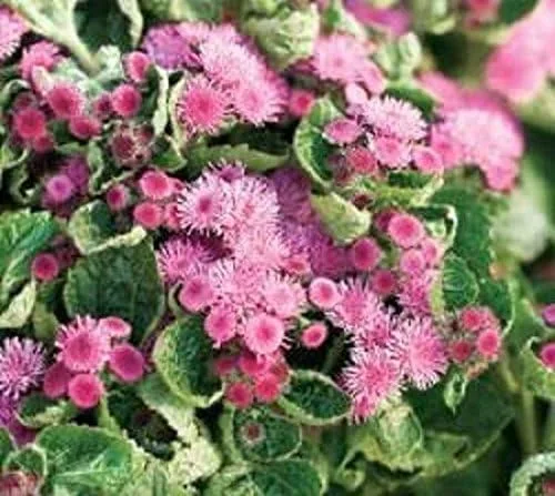 Miniatura 3 de Semillas de flores de hilo dental, Ageratum houstonianum, nube nueve rosa-pel, variedad temprana (400 semillas)