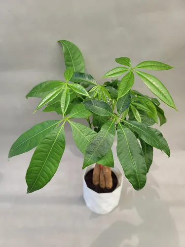 Miniatura 5 de Planta viva trenzada de árbol chino del dinero, ahora disponible en maceta geométrica de riego automático, Pachira Aquatica, árbol bonsái vivo
