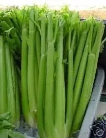 Miniatura 2 de Verduras de apio Tall Utah Great Heirloom (10,000 semillas)