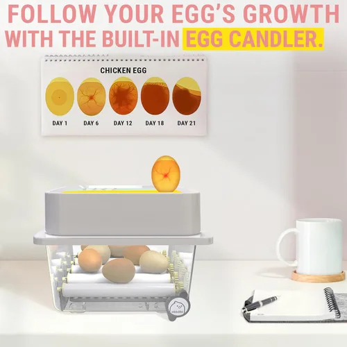 Miniatura 3 de OBI-12 Incubadoras de huevos para incubar huevos - Incubadora para 12 huevos con girador automático de huevos - criador para huevos de gallina