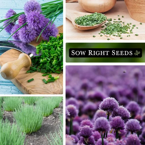 Miniatura 4 de Sow Right Seeds - Semilla de cebollino para plantar - reliquia sin OMG; instrucciones para plantar y cultivar hierbas de cocina, jardín