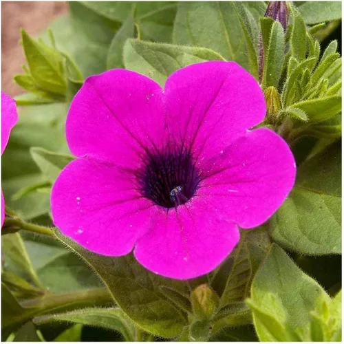 Miniatura 6 de Everwilde Farms - 2000 semillas de flores silvestres Shanin Wild Petunia - Paquete de semillas Gold Vault