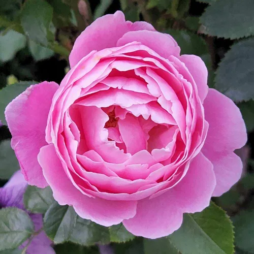 Miniatura 5 de Rosas de té híbridas de reliquia, planta de raíz propia viva para jardín al aire libre, Sister Emmanuelle™, excepcionalmente fragantes, zonas