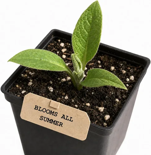 Smoke Camp Crafts Planta de consuelda, Symphytum officinale, hermosas plantas de punto, decoración de jardín, maceta de 2.5 pulgadas
