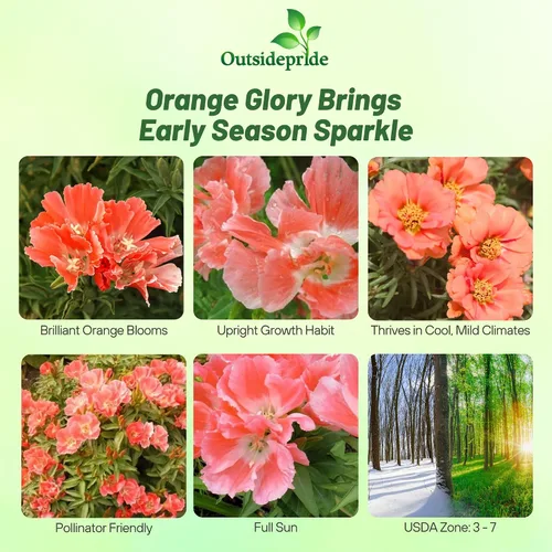 Miniatura 2 de Outsidepride 5000 semillas anuales Godetia Orange Glory Flower Seeds para plantar Naranja