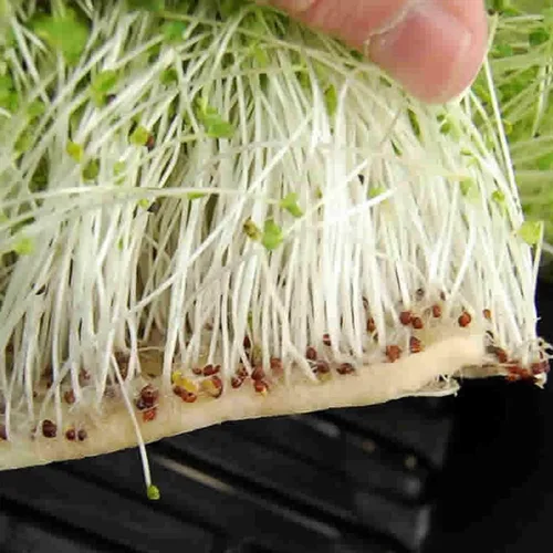Miniatura 3 de Handy Pantry Micro-Mats Hydroponic Grow Pads - para producción orgánica - Paquete de 50 - Germinación de plantas y semillas: pasto de trigo