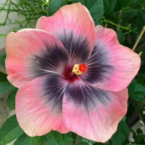 Miniatura 3 de Semillas de flores de hibisco para plantar, plantas exóticas, semillas de bonsái, flor gigante, plantas tropicales en maceta, semillas de reliquia