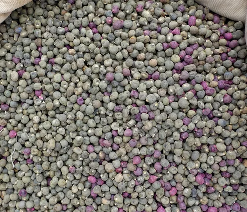 Miniatura 3 de Semillas de Okra para plantar – Planta y cultiva okra rubia en el jardín al aire libre del hogar – reliquia y sin OMG – Instrucciones de plantación