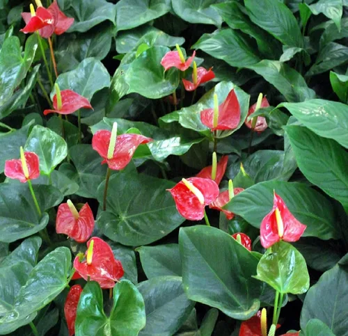 Miniatura 5 de Summer Special - Planta de anturio rojo hawaiano de 6 a 10 pulgadas en una maceta de 2 pulgadas