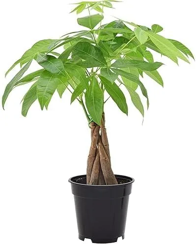 Money Tree Pachira Aquatica, planta de interior viva, maceta de 4 pulgadas, tronco trenzado